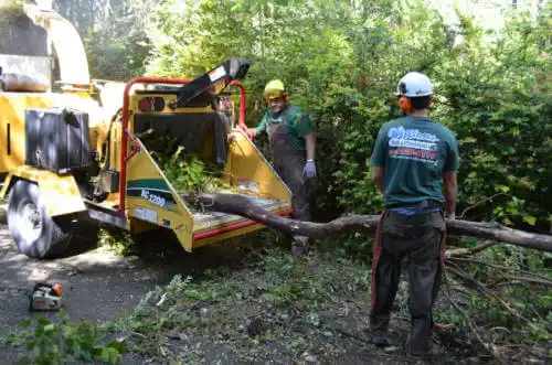 tree services San Bruno